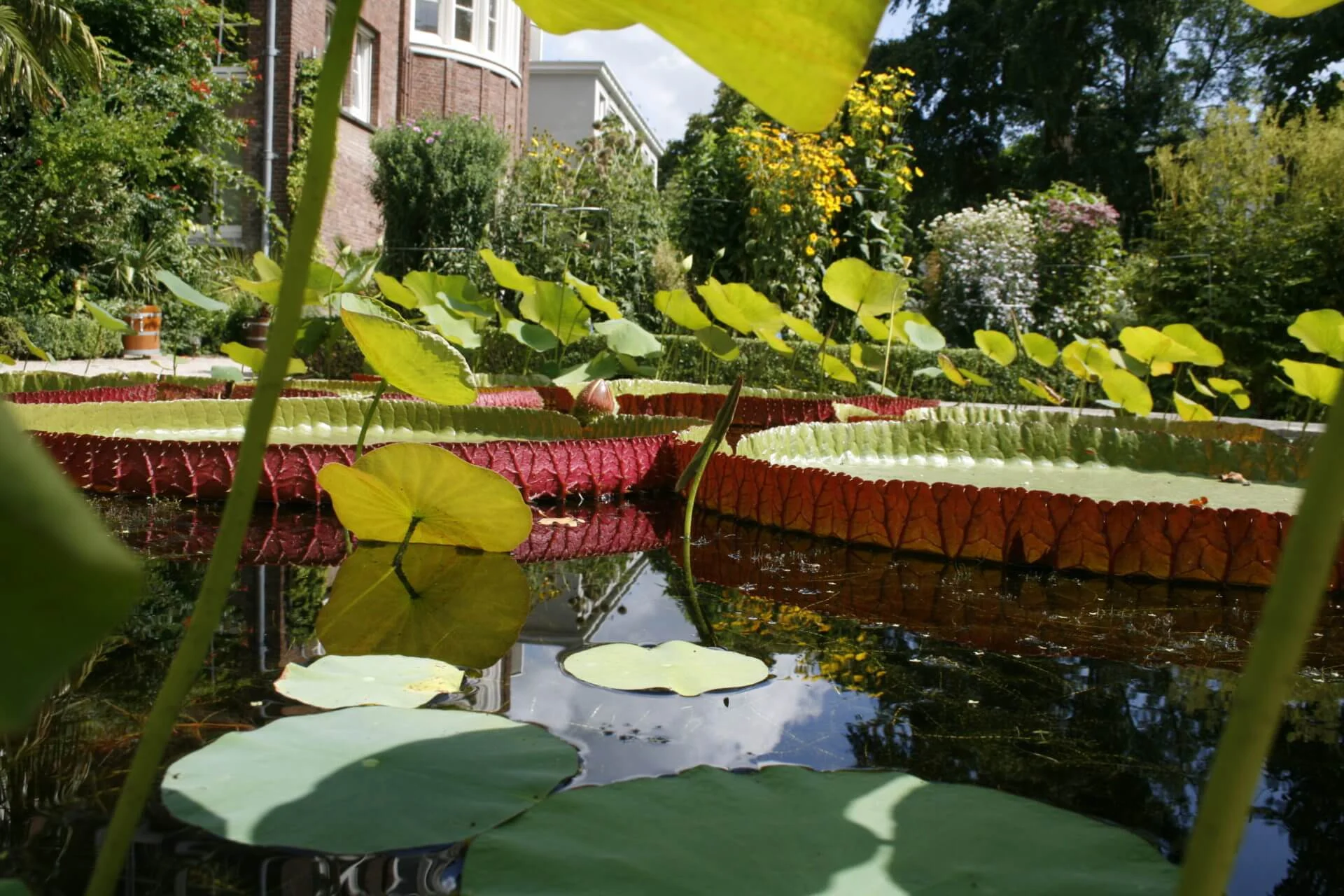 New project release: De Hortus Botanicus
