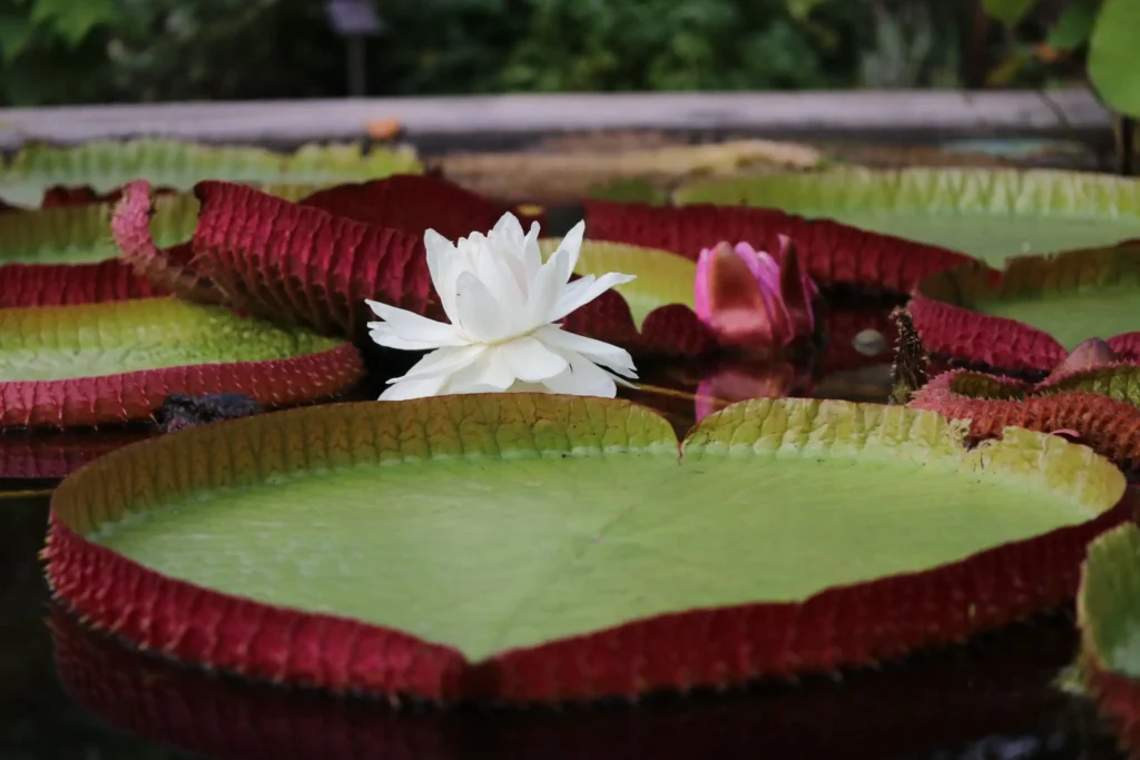 Flowering Victoria water lily among the large floating leaves