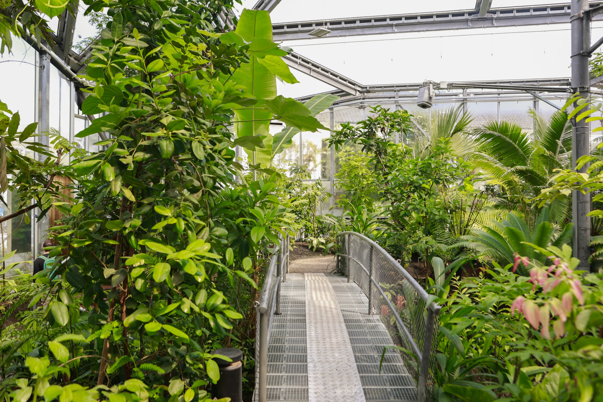 Path through one of the glasshouses, densely overgrown with greenery