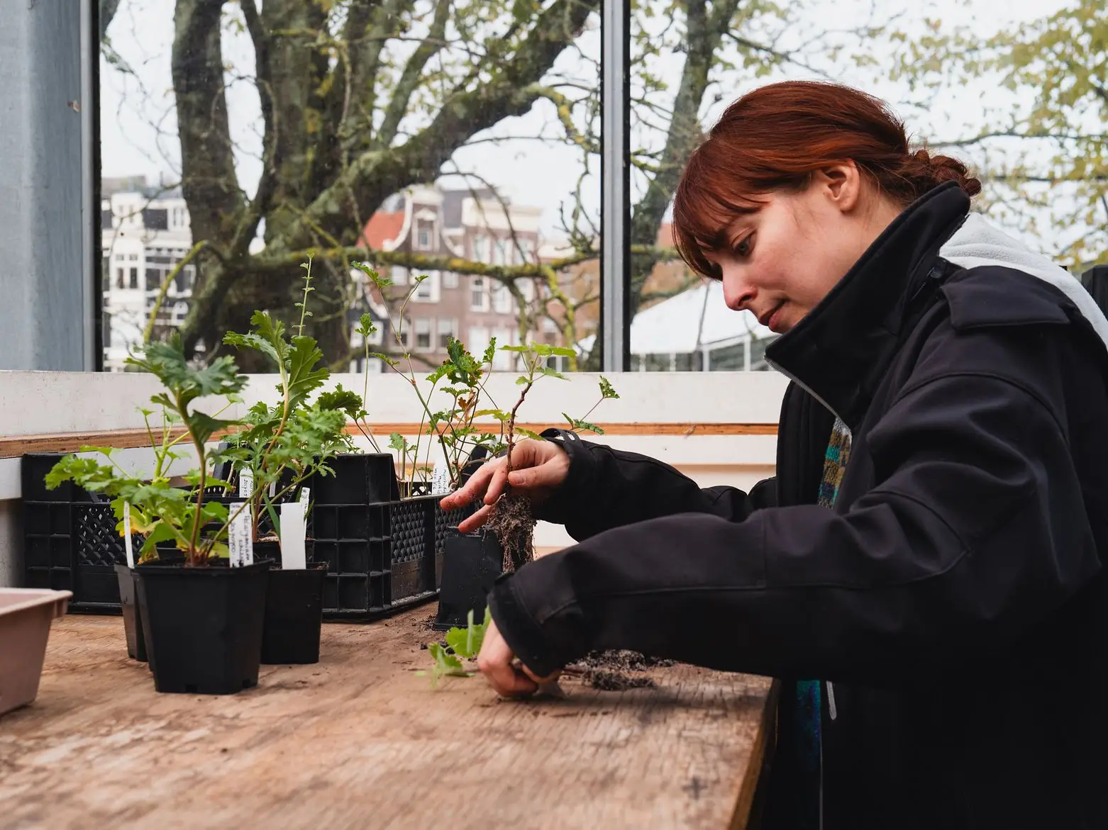 Hortus staff member repotting young plants at a workbench